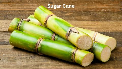 Sugar Cane